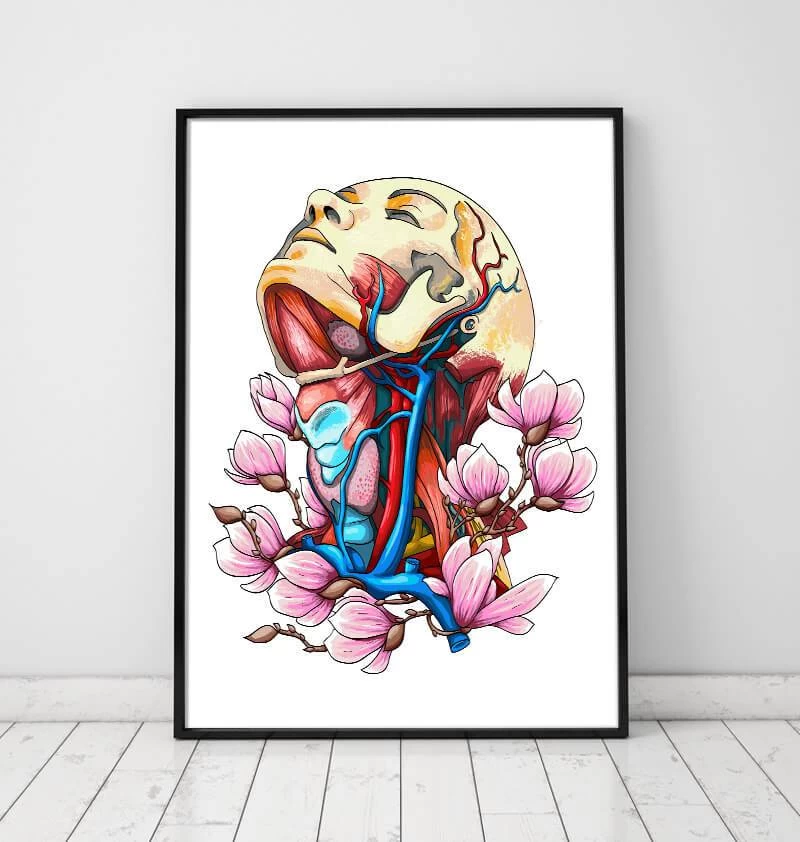 Head, Neck And Arteries - Floral Anatomy 4 Head, Neck And Arteries - Floral Anatomy - Image 2