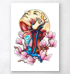 Head, Neck And Arteries - Floral Anatomy