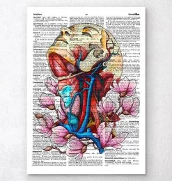 Head, Neck And Arteries - Dictionary Page