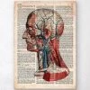 Geometric Head Anatomy - Old Dictionary Page -Codex Anatomicus Shop LPA049 d02bd86d 4c81 48c9 afb9 706eaf77b251