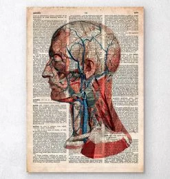 Geometric Head Anatomy - Old Dictionary Page