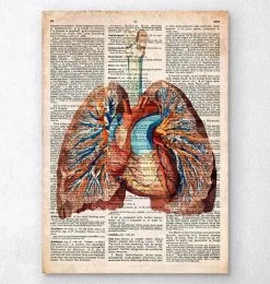 Geometric Heart And Lungs - Old Dictionary Page