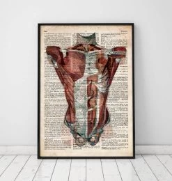 Human Torso Anatomy - Old Dictionary Page -Codex Anatomicus Shop LPA052 ffc95a5c 8c8f 4c11 8dd7 688321522ee6