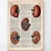 Geometric Kidney - Old Dictionary Page