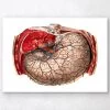 Geometric Stomach Anatomy 1 Geometric Stomach Anatomy -Codex Anatomicus Shop LPA060 4ffd394e a3bd 41ef ab7b bcf2cd93eba9