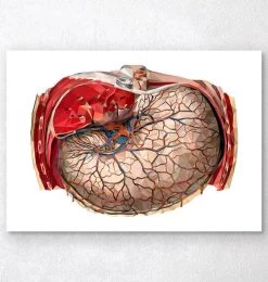 Geometric Stomach Anatomy