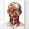 Geometrical Face Anatomy II 2 Geometrical Face Anatomy II -Codex Anatomicus Shop LPA061 5193934a c333 4f6d 9adc d3d86321c81c