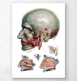 Geometric Head And Nose Anatomy Art