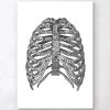 Minimal Geometric Rib Cage -Codex Anatomicus Shop LPA071 2693b507 50ca 481f b229 74f71b11e395