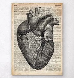 Heart Anatomy - Old Dictionary Page