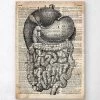 Digestive System Anatomy - Old Dictionary Page -Codex Anatomicus Shop LPA120 a9eaadbe 72f6 4dd3 9322 f13875864e9c
