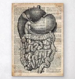 Digestive System Anatomy - Old Dictionary Page