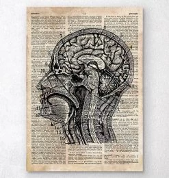 Brain Anatomy Art I - Old Dictionary Page
