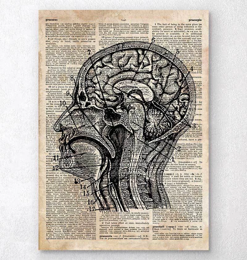 Brain Anatomy Art I - Old Dictionary Page 3 Brain Anatomy Art I - Old Dictionary Page