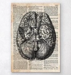 Brain Anatomy Art II - Old Dictionary Page