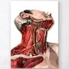 Geometric Neck Anatomy Art -Codex Anatomicus Shop LPA125 39e258f1 5fdc 42d6 a099 c782c01904e6