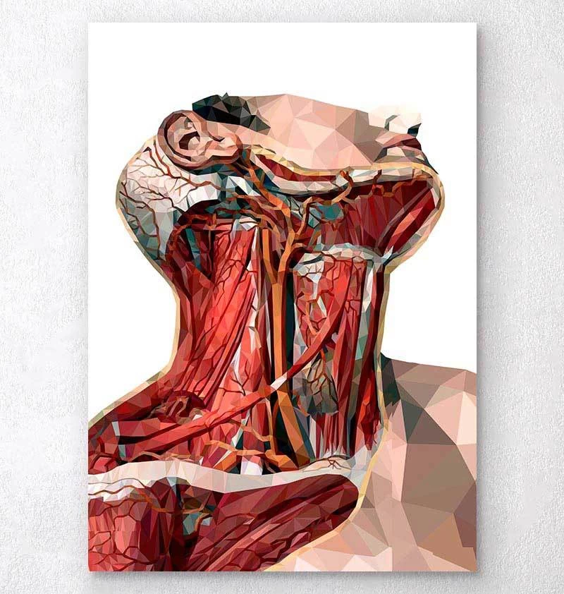 Geometric Neck Anatomy Art 3 Geometric Neck Anatomy Art
