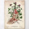 Foot Anatomy Art - Floral - Vintage -Codex Anatomicus Shop LPA136 66ab53e2 b090 4833 adb2 76d1f8206847