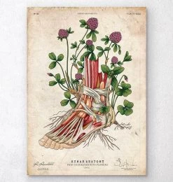Foot Anatomy Art - Floral - Vintage