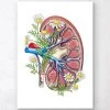 Kidney With Flowers - White 1 Kidney With Flowers - White -Codex Anatomicus Shop LPA140 319b6ae2 bd3b 4ef2 8cae ae5fafe96c58