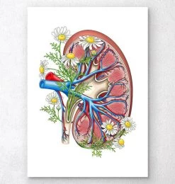 Kidney With Flowers - White