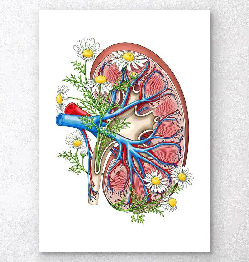Kidney With Flowers - White 3 Kidney With Flowers - White