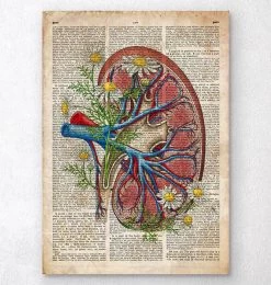 Kidney With Flowers - Old Dictionary Page