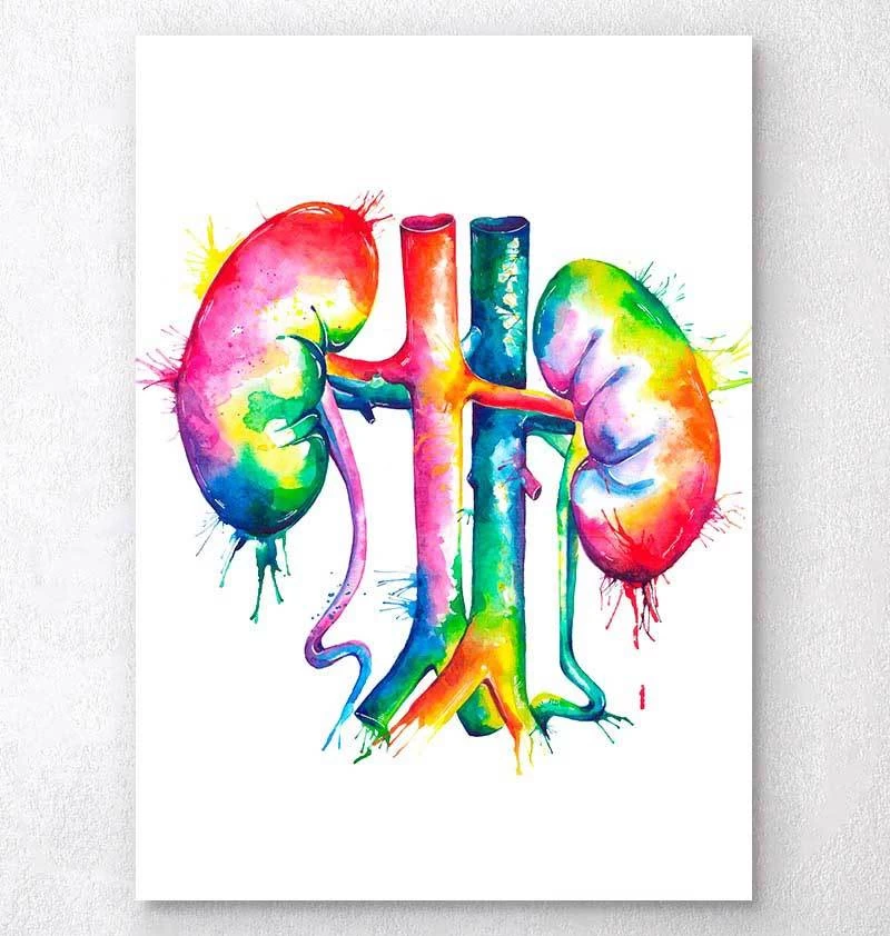 Kidneys Anatomy Art - Watercolor Splash 3 Kidneys Anatomy Art - Watercolor Splash