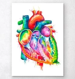 Anatomical Heart Art - Watercolor Splash