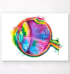 Eye Anatomy - Watercolor Splash