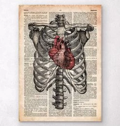 Heart And Rib Cage - Old Dictionary Page