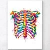 Rib Cage - Watercolor Splash -Codex Anatomicus Shop LPA161 4e0f0e9a 2821 4025 ba50 9e664074a8d2