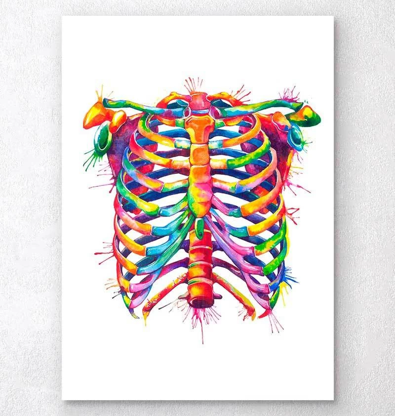 Rib Cage - Watercolor Splash 3 Rib Cage - Watercolor Splash