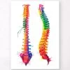 Spine Anatomy - Watercolor Splash 1 Spine Anatomy - Watercolor Splash -Codex Anatomicus Shop LPA162