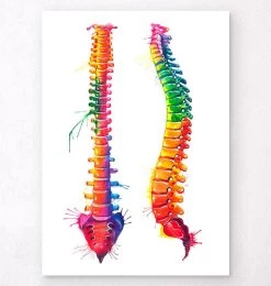 Spine Anatomy - Watercolor Splash