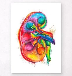 Codex Anatomicus Shop 14 Right Kidney Anatomy - Watercolor Splash