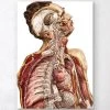 Geometric Human Anatomy II