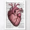 Heart Anatomy III - Dictionary Page -Codex Anatomicus Shop LPA171 97dab99c 74c8 4483 a5cc 54a7c420f715