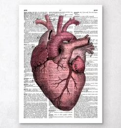 Heart Anatomy III - Dictionary Page