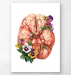 Brain Anatomy - Floral
