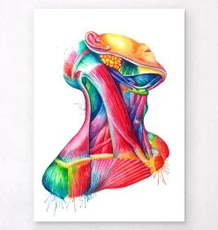 Neck Muscles Anatomy Art - Watercolor Splash
