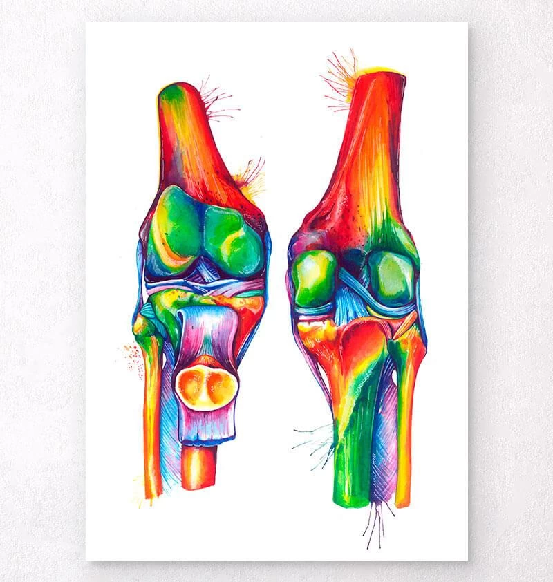 Knee Anatomy - Watercolor Splash 3 Knee Anatomy - Watercolor Splash