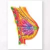 Breast Anatomy Art - Watercolor Splash -Codex Anatomicus Shop LPA183