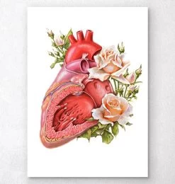 Heart Anatomy - Floral - White