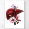 Liver Anatomy - Floral - White