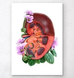 Kidney Anatomy - Floral - White