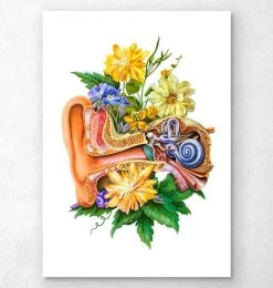 Ear Anatomy - Floral - White