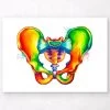 Male Pelvis Anatomy - Watercolor Splash 1 Male Pelvis Anatomy - Watercolor Splash -Codex Anatomicus Shop LPA301 8c39d510 acc7 406b a789 aa0520839629