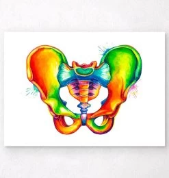 Male Pelvis Anatomy - Watercolor Splash