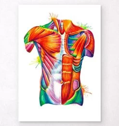 Torso Anatomy Art - Watercolor Splash